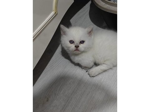 Cinnemon ve bicolour yavru kediler