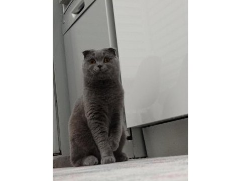 Oğlumuza eş arıyoruz scottish fold