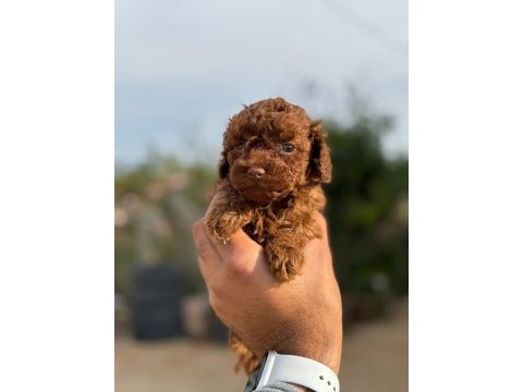Baba 1.4 kore (dark red) anne 2 kg toy poodle red brown