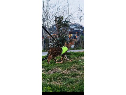 4 kuşak wcf şecereli safkan bengal gold/brown (2 aylık)