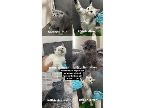 British shorthair yavru kediler