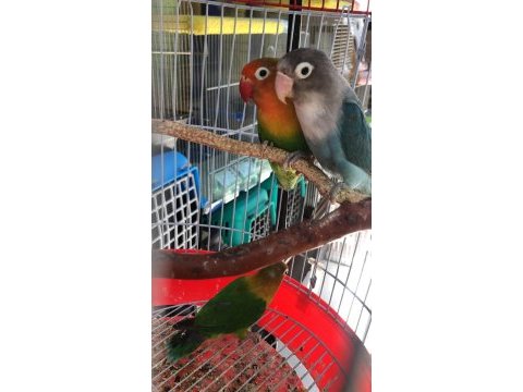 Şok kampanya büyük boy kafes mavi veya yeşil cennet