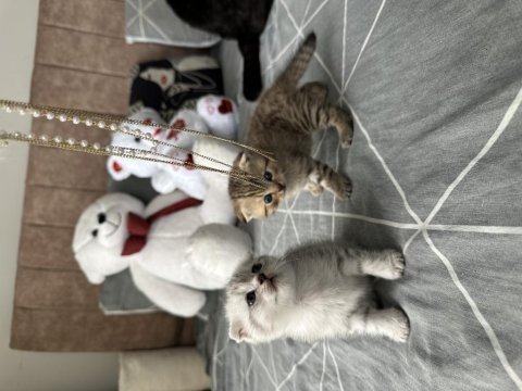 2 adet scottish fold