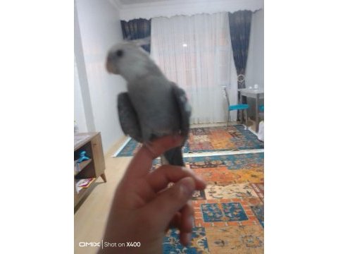 Eğitimli konuşan sultan papağanı