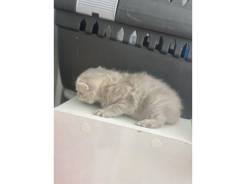 Yavru british shorthair kedilerimiz