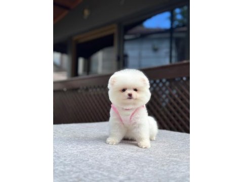 Sağlık ve ırk garantili pomeranian boo köpeği