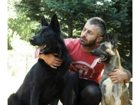Siyah alman kurdu yavrusu