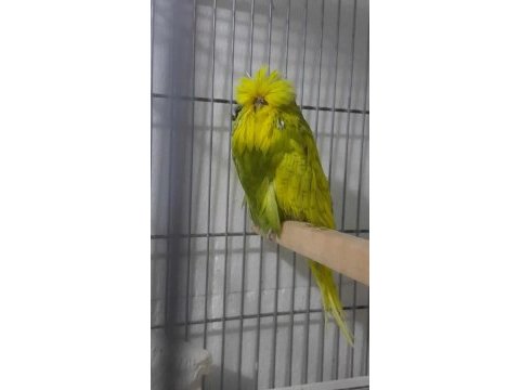 Ev üretimi orjinal şov muhabbet kuşu yavrular sahiplendirme