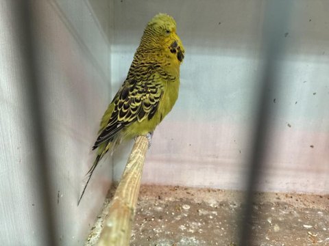 Damızlık jumbo erkek muhabbet kuşları