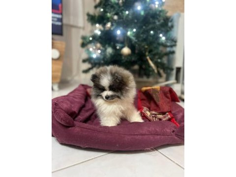 Pomeranian yavrularımız yeni ailesini arıyor