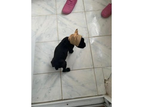 Cane corso estetikli 1 aylık