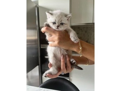 Harika british shorthair yavrularımız yeni yuvasını bekliyor