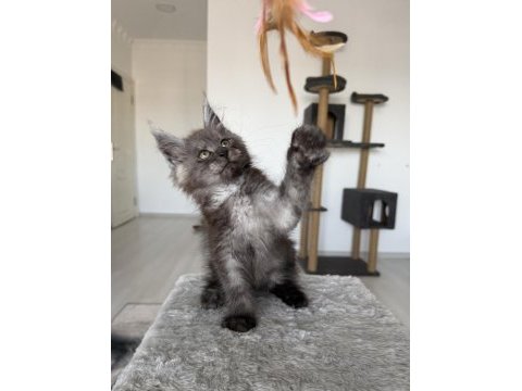 Maine coon ns erkek black smoke