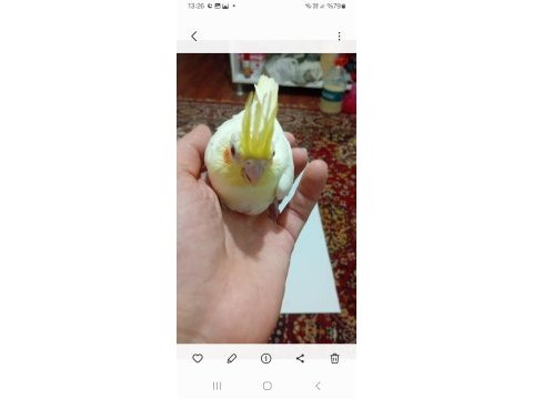 1 erkek 2 dişi eğitmelik sultan papağanı elimde 3 adet var
