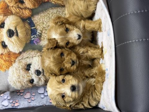 Irk garantili maltipoo yavrular