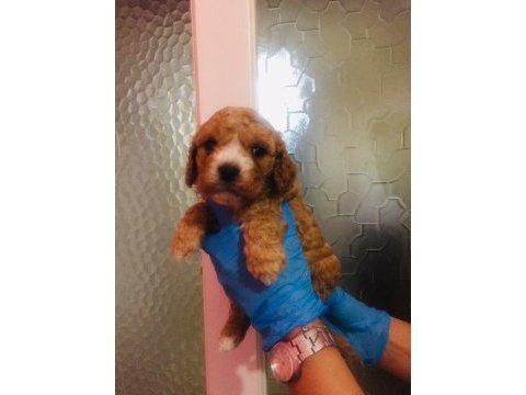 Maltipoo can dostlar ev üretimi