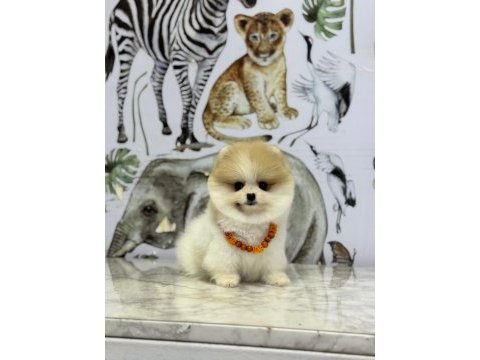 Show kalite pomeranian boo yavrular