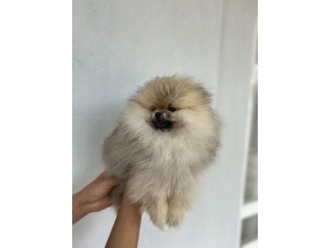 Üst kalite aşılı erkek pomeranian 3 aylık
