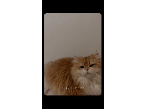 Golden longhair dişi kedim için eş arıyorum