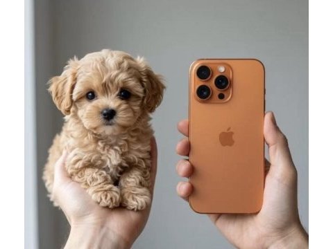 Kore maltipoo yavruları
