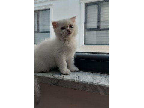 Scottish fold kızım yeni yuvasını bekliyor