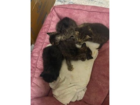 Kedilerimizi ücretsiz sahiplendirme