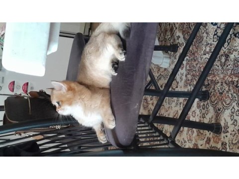 Prenses british shorthair kızım