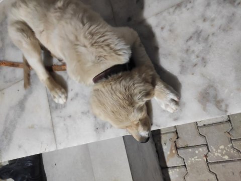 Orjinal golden retriever