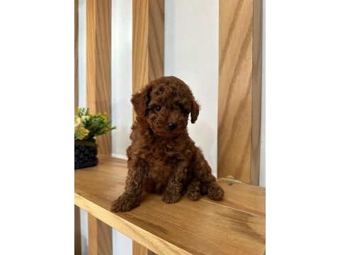 Toy poodle iki aylık köpeğimiz