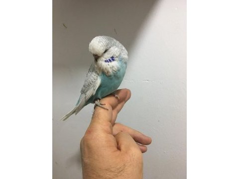 2 aylık show erkek muhabbet kuşu yavru