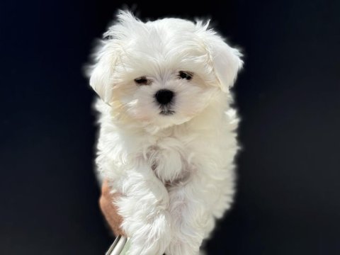 Petmode köpek çiftliğinden tea cup kore maltese