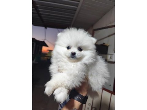Pomeranian boo köpeğimiz
