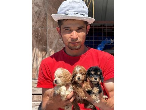 Bıgpo efsane gözel yavrular baba poodle