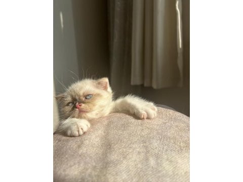 Scottish fold yavrumuz