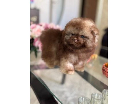 Çikolata tam ayıcık pomeranian boo