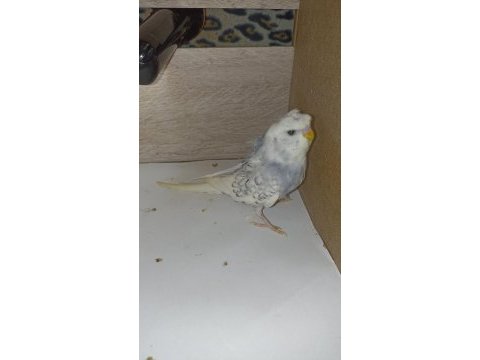 Erkek japones cinsi muhabbet kuşu
