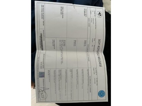 2 yaşında üretim izinli şecereli dişi doberman arayanlara