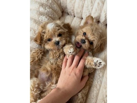 Sevimli maltipoo yavrumuz yeni ailelerini arıyor