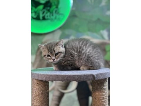 British shorthair silver tabby