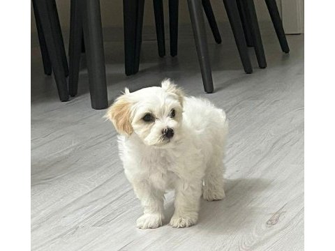 Maltipoo 62 günlük erkek