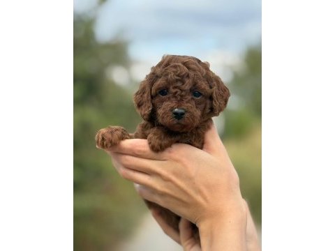 A kalite sağlık garantili poodle yavrularımız