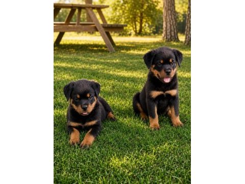 Rottweiler yavrular