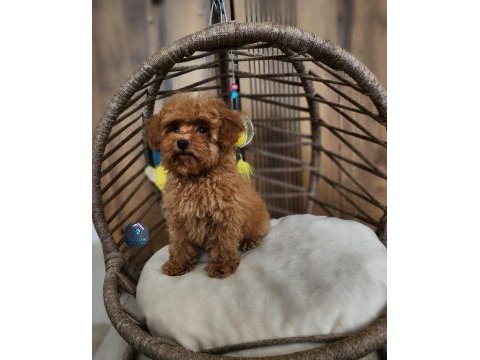 Aşılı pasaportlu toy poodle yavrularımız