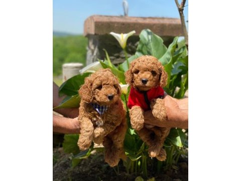 Çiftliğimizden toy poodle bebekleri