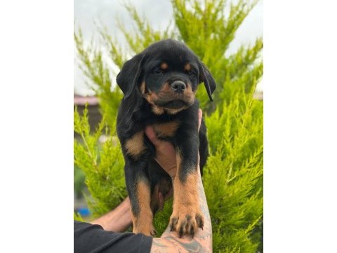 Şecereli muhteşem erkek rottweiler yavrular