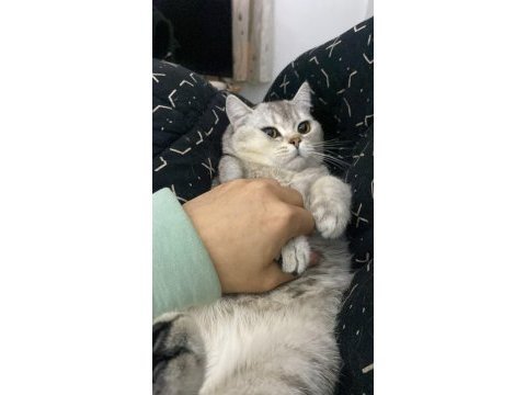 Kedim duman için yuva arıyorum