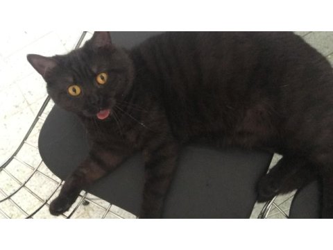 Kedimiz batman ücretsiz sahiplendirilecektir