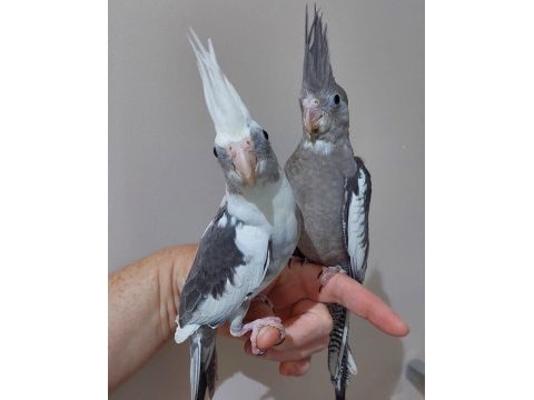 Yavru wf white bebek papağanlar a kalite sultanlar