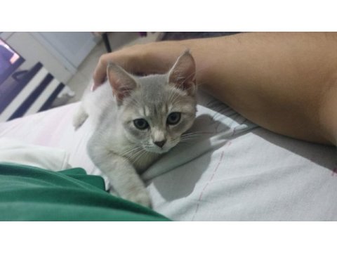Çok tatlı safkan özel renkli british shorthair