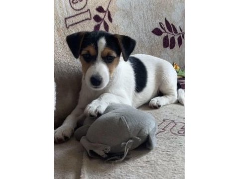 Yavru jack russell
